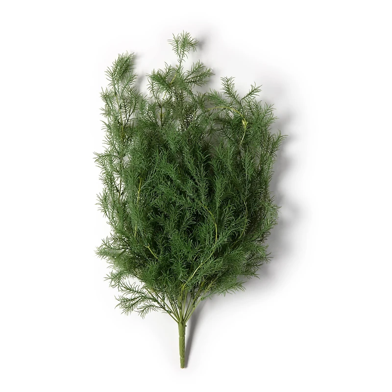 12 Pack: Green Springeri Fern Bush by Ashland®