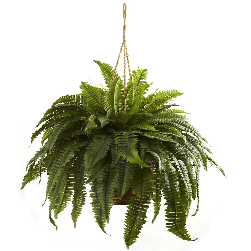 2.5ft. Double Boston Fern Hanging Basket