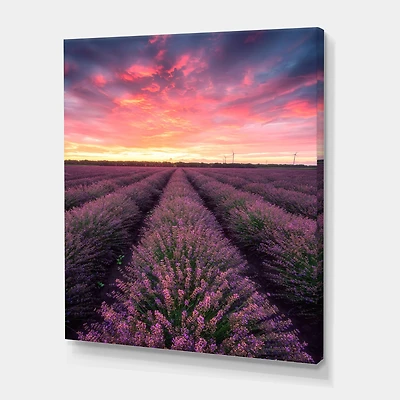 Designart - Sunrise & Dramatic Clouds Over Lavender Field XIV