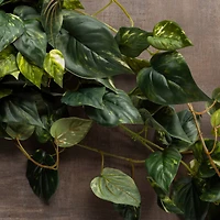 Hanging Pothos Bush by Ashland®