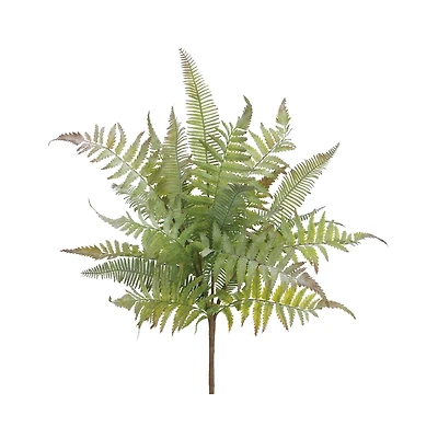 Mixed Fern Bush 