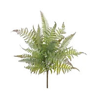 Mixed Fern Bush 