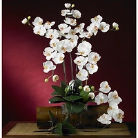 Cream Moth Orchid Stem, 6ct.