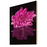 Designart - Single Chrysanthemum Flower On Black Reflection