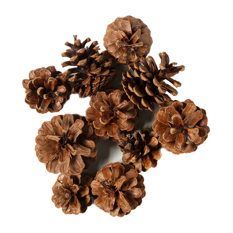 12 Pack: Pinecone Bag by Ashland®