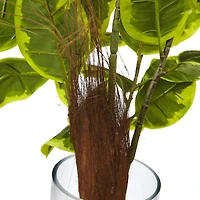 3ft. Rubber Leaf Plant in Glass Cylinder