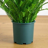 3ft. UV Resistant Artificial Boston Fern Plant with Real Touch Leaves (Indoor/Outdoor)