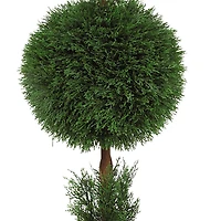 5ft. Potted Cypress Ball & Cone Tree