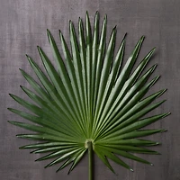 Tropical Fan Palm Stem by Ashland®