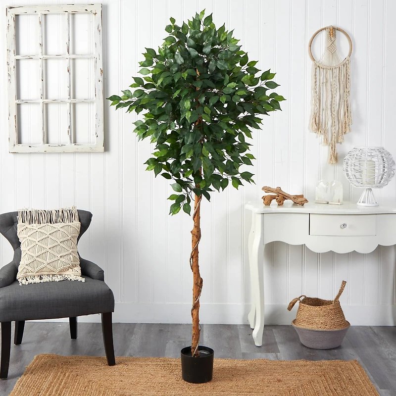 6ft. Potted Ficus Tree