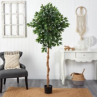 6ft. Potted Ficus Tree