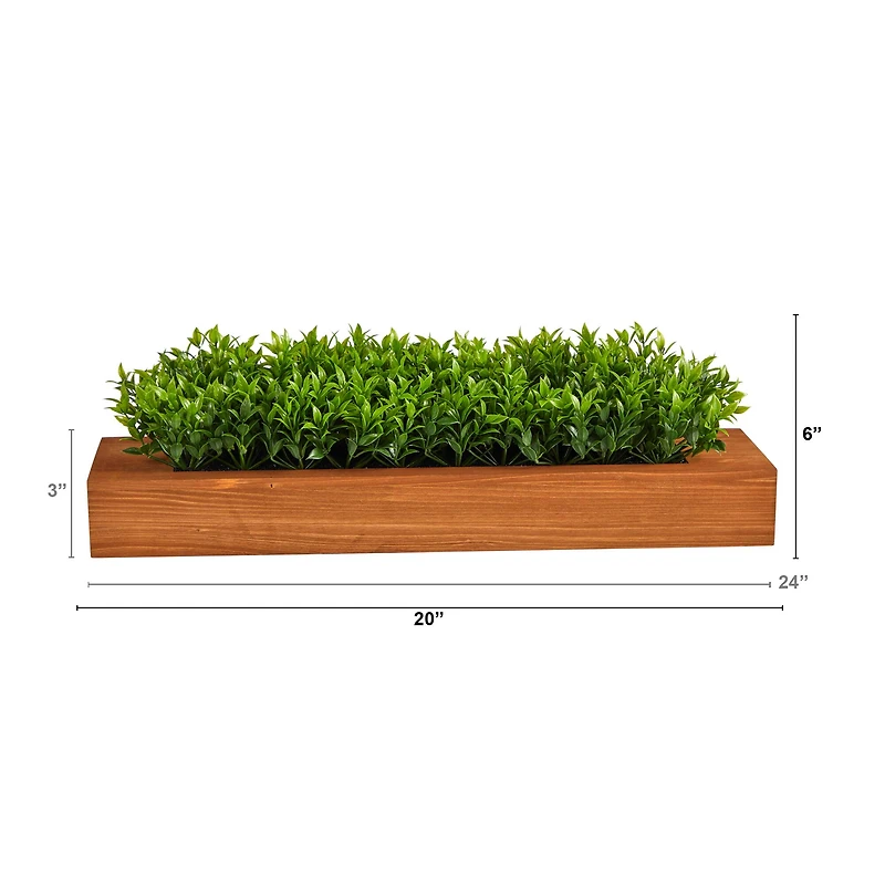 6" Sweet Grass Plant in Decorative Planter