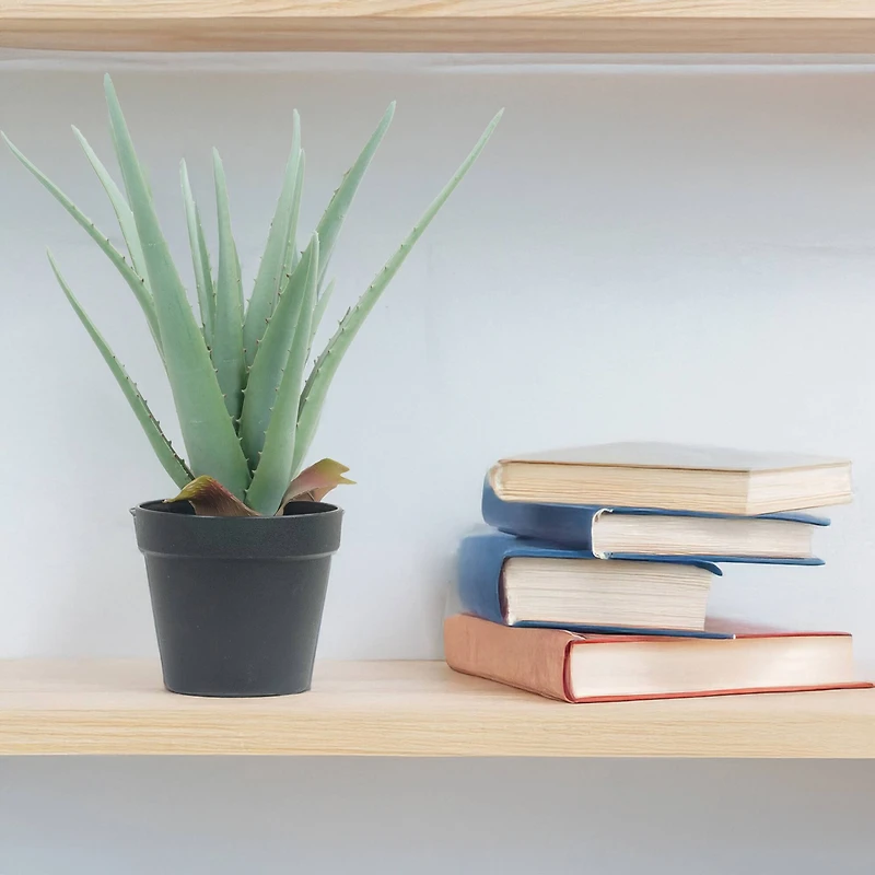 15" Potted Aloe Plant by Ashland®