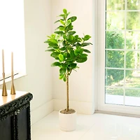 5ft. Artificial Audrey Ficus Tree