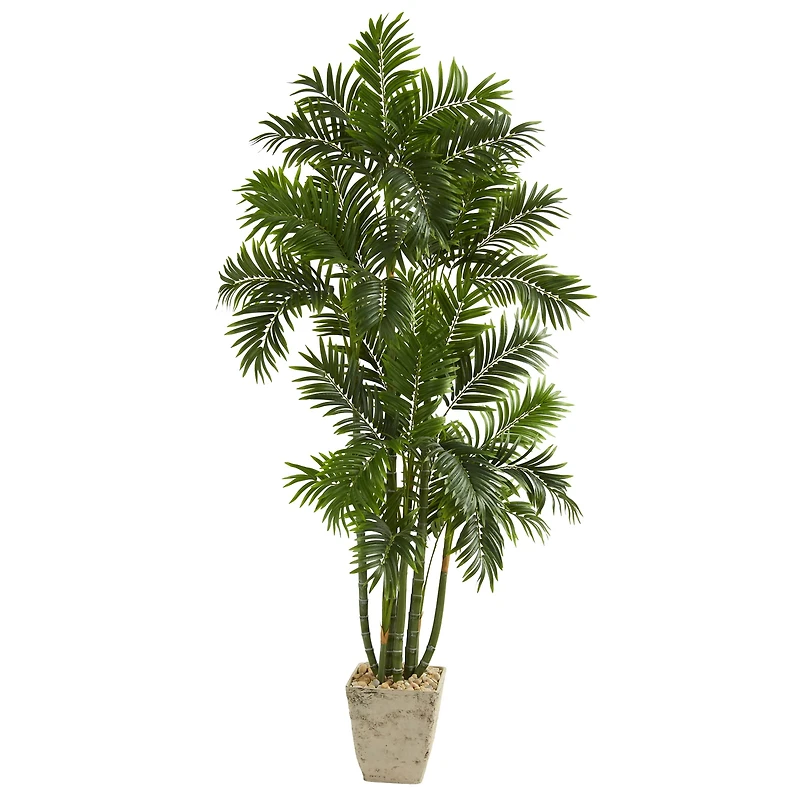 6ft. Areca Palm Tree in Country White Planter