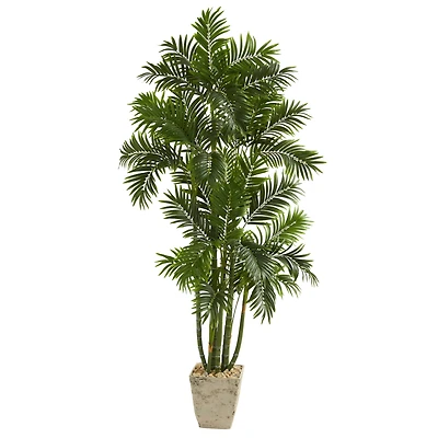 6ft. Areca Palm Tree in Country White Planter