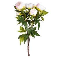 Cream & Pink Peony Bush