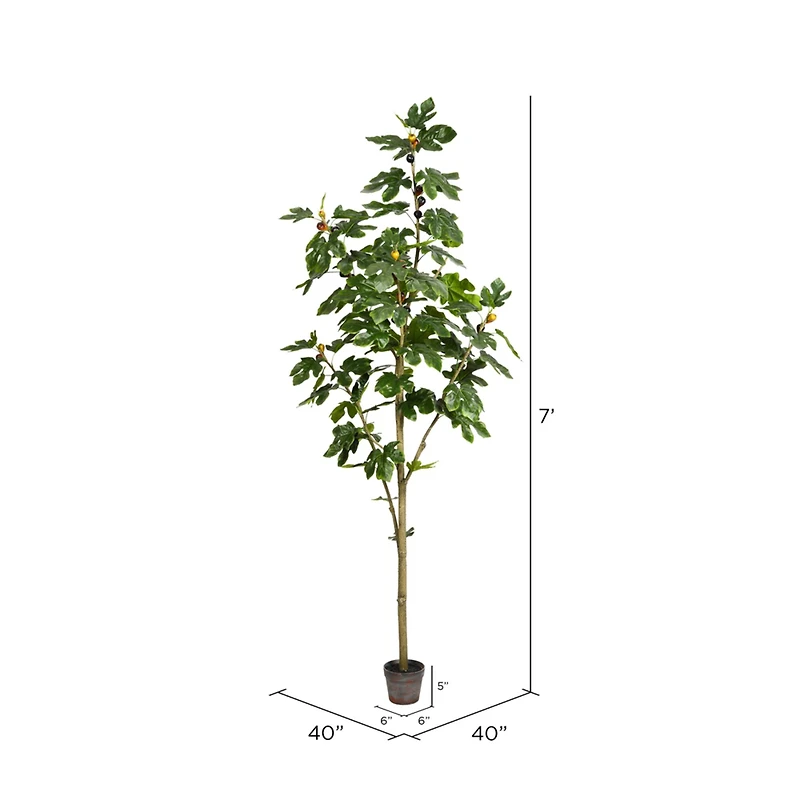 7ft. Potted Fig Tree