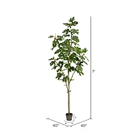 7ft. Potted Fig Tree