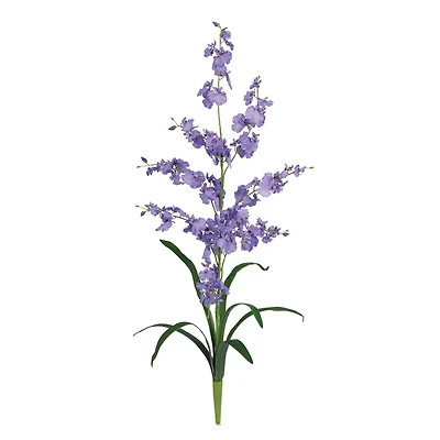 Dancing Lady Orchid Stem