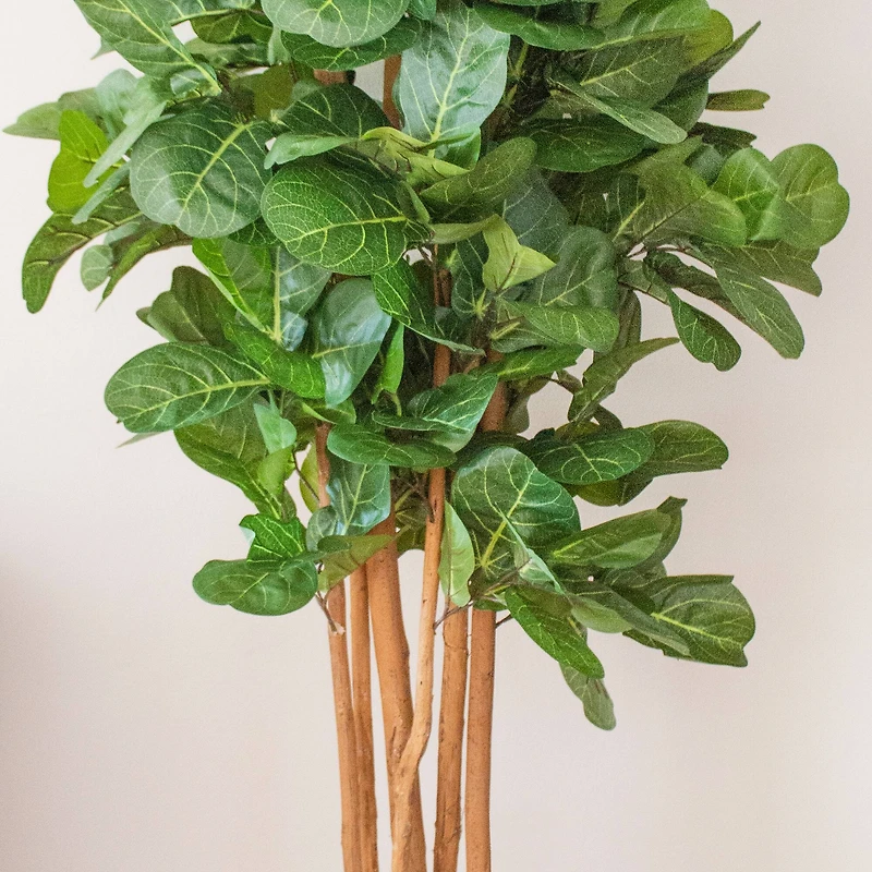 7ft. Potted Fiddle Leaf Fig Tree