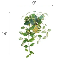 14" Hoya Carnosa in Yellow Checkered Ceramic Pot by Ashland®