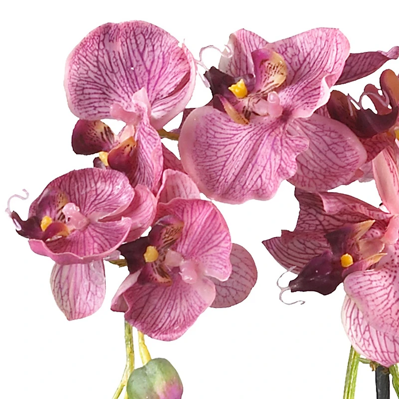 18" Moth Orchid Arrangement in Glass Vase