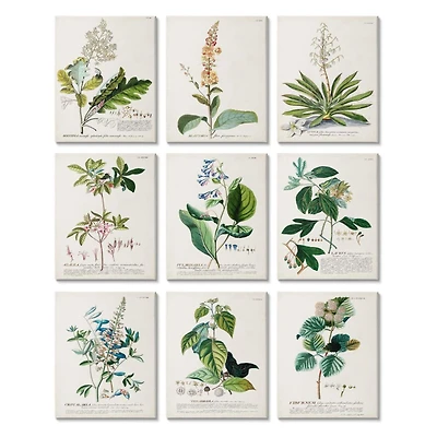 Stupell Industries Vintage Botanical Greenery Illustrations with Scientific Script,11' x 14"