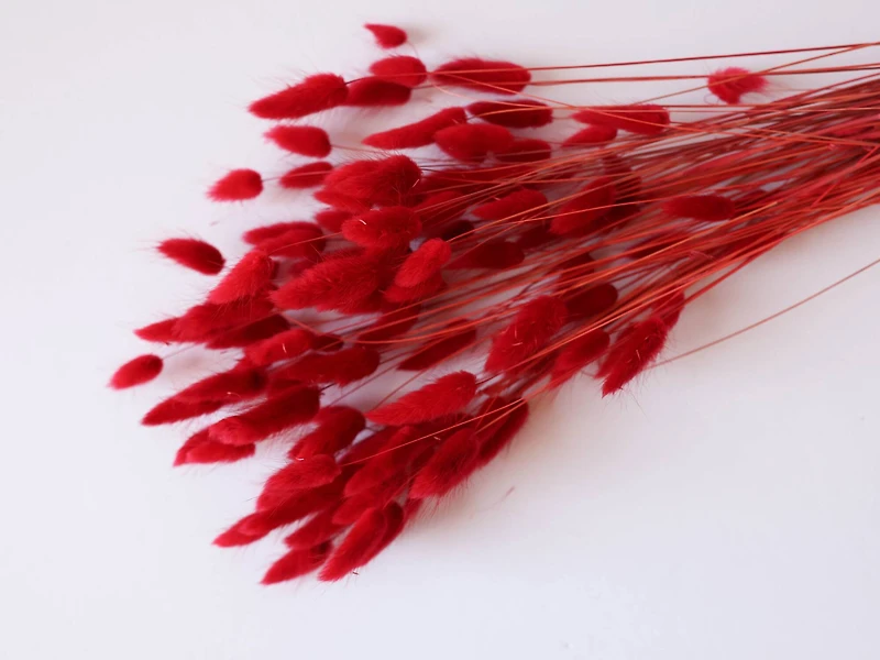 27" Dried Bunny Tail Grass by Ashland