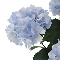 Light Blue Hydrangea Bush by Ashland®