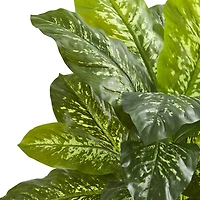 3ft. Potted Dieffenbachia Plant