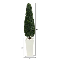 5.25ft. Boxwood Topiary in Tall White Planter