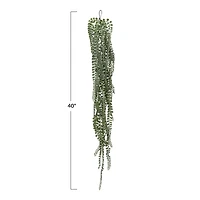 Hello Honey® Hello Honey Green String of Pearls Plant