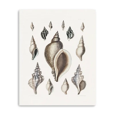 Vintage Shell II Canvas Giclee