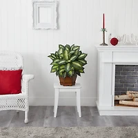 24" Golden Dieffenbachia Plant in Decorative Pot