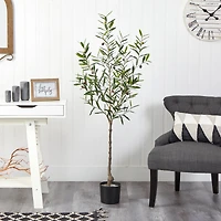 5ft. Potted Olive Tree