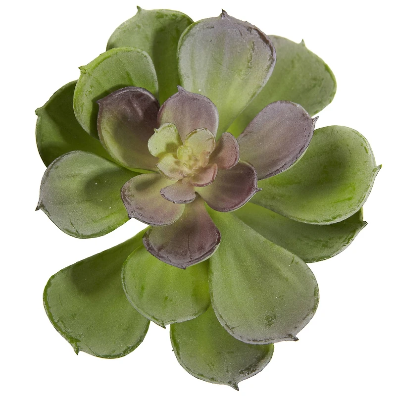 Green Echeveria Succulent Pick, 12ct.