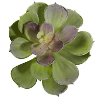 Green Echeveria Succulent Pick, 12ct.