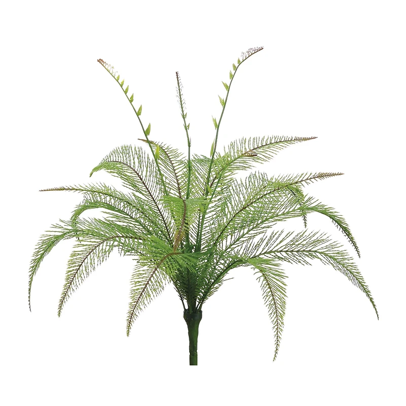 Duchess Fern Bush with Leaves 