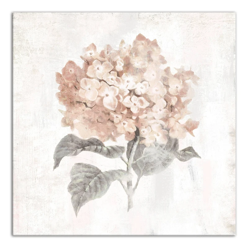 Blush Hydrangea 24" x 24" Canvas Wall Art