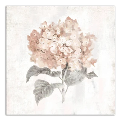Blush Hydrangea 24" x 24" Canvas Wall Art