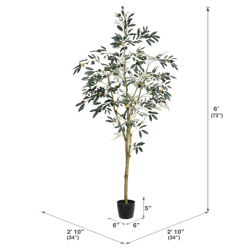 6ft. Potted Olive Tree