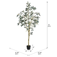6ft. Potted Olive Tree