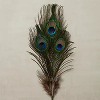 Peacock Feather Picks by Ashland®
