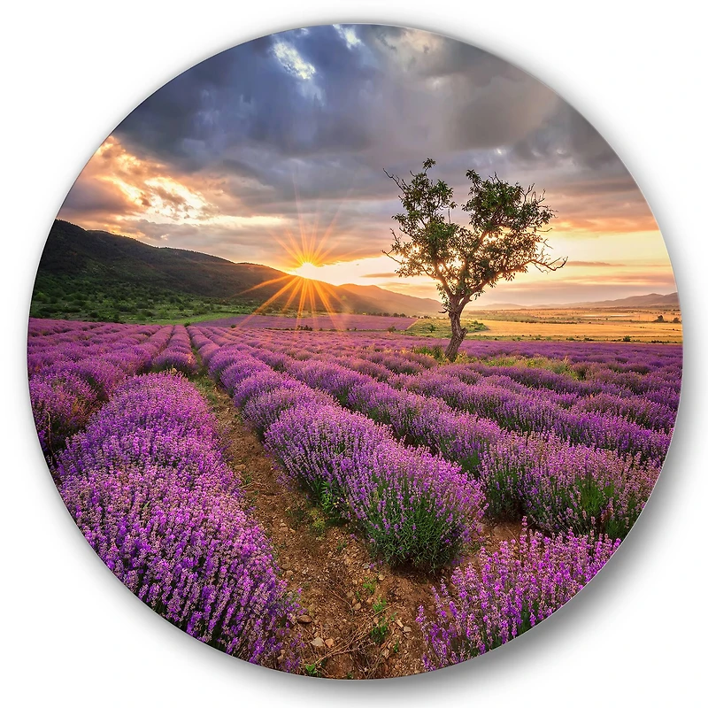 Designart - Sunrise & Dramatic Clouds Over Lavender Field VIII