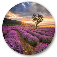 Designart - Sunrise & Dramatic Clouds Over Lavender Field VIII