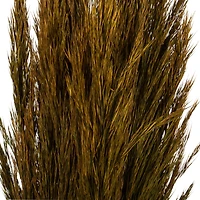 Plume Reed Preserved Bundle