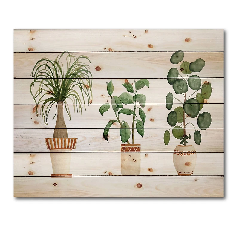 Designart - Trio of House Plants Ponytail Palm and Ficus