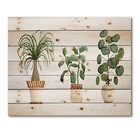 Designart - Trio of House Plants Ponytail Palm and Ficus