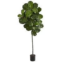 6.5ft. Potted Fiddle Leaf Tree